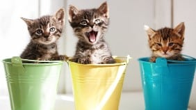 Funny Kittens