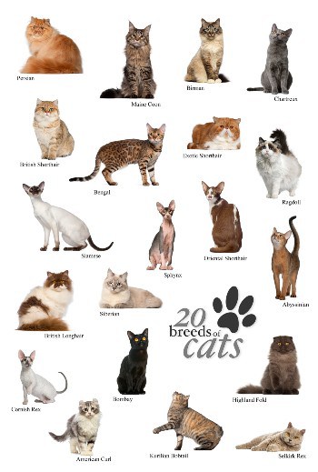 List Of Cat Breeds