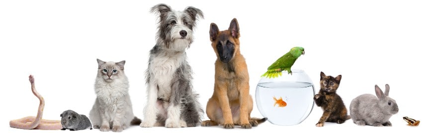 All Specialized Pet Serviceds In Omaha, NE